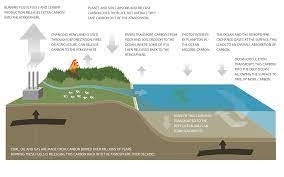 what is a carbon sink? niwa