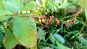 水引 ミズヒキ とは 植物としての特徴や種類を紹介 花言葉は 花言葉 可愛い花 誕生花
