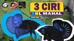 Ikan cupang plakat double tail white platinum assalammualaikum guys,, kali ini saya akan me review ikan cupang. 3 Ciri Bbl Mahal Blue Black Light Black Series Youtube