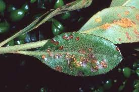 すべての美しい花の画像 上観葉植物 葉っぱ 茶色 斑点