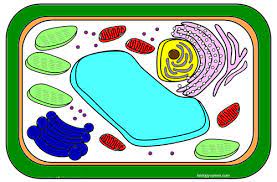 Below is the answer key Color A Typical Plant Cell
