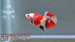 Kedua ikan tersebut harus dijaga supaya. Unplastixing Ikan Cupang Hias Koi Perment Nemo Youtube