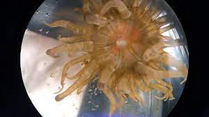 Symbiotic Sea Anemone Aiptasia Exaiptasia Pallida Timelapse Feeding Youtube In the model sea anemone exaiptasia pallida, burriesci and collaborators 13 specified that glucose is the major translocated photosynthate in this symbiosis.