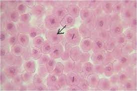 Cells continuously undergo cell division through which daughters cells arise which mature and also produce their own daughter cells and the cycle continues. Cell Division Anatomy And Physiology