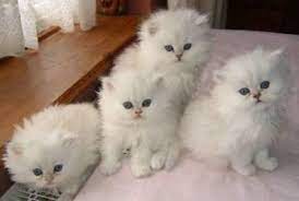 Buy and sell on gumtree australia today! New Zealand Purebred Lilac Lynx Point Ragdoll Kitten For Sale Teacup Persian Kittens Kittens Cutest Cats