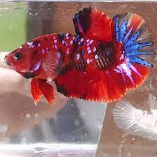 Saat itu kita yang masih belum mengenal keistimewaan dan keexotisan ikan jenis cupang ini. Ikan Cupang Koi Galaxy Berkualitas Shopee Indonesia