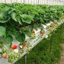 イチゴを高品質に多収メソッド 微生物で土づくりと野菜作り酵素で 高品質に多収を ジオ バンク メソッド で解説