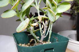 多肉植物の枯れだした 今すぐチェックすべき4つのポイントと対処方法を教えます