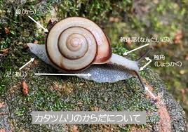 カタツムリ特集 雨ふる大地の水辺保全ネットワーク