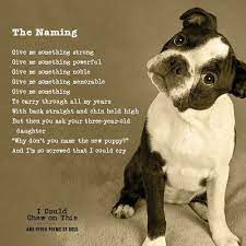 Today Is Happy National Dog Day Dog Poems Happy National Dog Day New Puppy