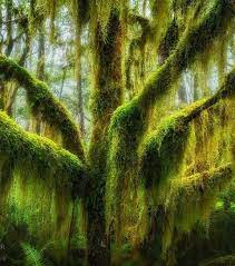 Ces 18 Arbres Sont Les Plus Extraordinaires De La Planete Photo D Arbre Arbre Tree