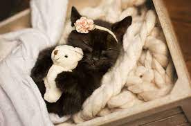 Less than 1 minute ago last post: 7 Times Your Cat Acts Exactly Like A Baby