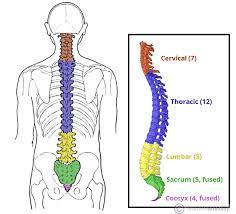 The triangle of auscultation is an area on the back, where the breathing sounds are most audible due to the relative thinning of musculature. The Vertebral Column Joints Vertebrae Vertebral Structure