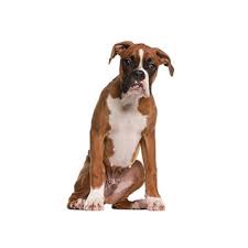 Find boxer in dogs & puppies for rehoming | 🐶 find dogs and puppies locally for sale or adoption in ontario : Boxer Puppies Pittsburgh Pa Petland Robinson