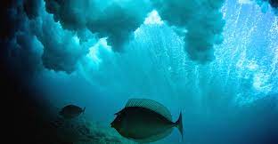 scientists solve ocean 'carbon sink