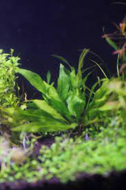 アマゾンソード アクアリウムを代表する丈夫で美しい水草 水草動画ブログ