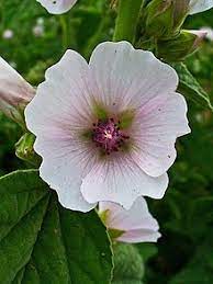 Mallow (malva neglecta) is wild, edible and nutritious food. Marshmallow Wikipedia