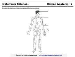 Browse nervous system templates and examples you can make with smartdraw. Nervous System For Kids