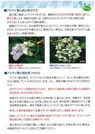 公益財団法人 相模原市まち みどり公社 アジサイ葉化病