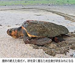 未来に残したい ウミガメの来る砂浜 一宮ウミガメを見守る会 一宮町 シティライフ株式会社 千葉 県市原市で情報紙発行 印刷全般 広告 ホームページ制作
