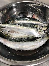 イワシは大衆魚 いえいえ この時期の 入梅イワシ は もはや高級魚