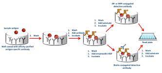 What Are The Differences Between Elisa Assay Types Enzo Life Sciences