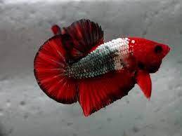 Plakats can sometimes be mistaken for female betta fish, but. Pin On Fins And Tails