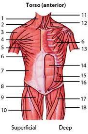 The fibres of the external intercostal muscles originate from the inferior border. Pin On Anatomy