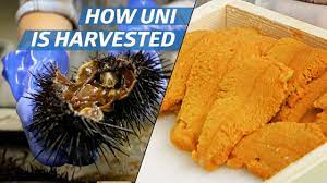 How Sea Urchin Uni Is Processed Commercially How To Make It Youtube