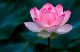 Visualizza altre idee su fiori, immagini, bellissimi fiori. Fiore Di Loto Simbologia E Significato