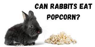 Salt is natural and comes in most foods, so it's hard to avoid eating it at all but things such as certain brands of bread and cereal can be bad for us when the levels are slightly higher, as we eat these so frequently. Can Rabbits Eat Popcorn Treat Or Harmful Hutch And Cage