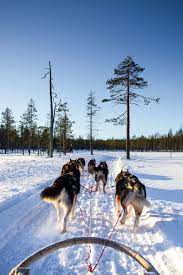 Dieses erlebnis dauert im durchschnitt 4 std. Husky Schlittenfahrt Finnland Landschaft Finnland Urlaub Finnland
