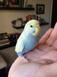 My New Cute Baby Budgie Violet Clearwing Yellowfeace Ii Love Birds Pet Budgies Pet Birds