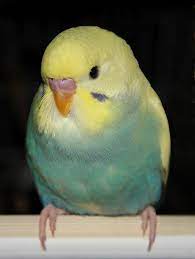 Perch Potato By Wooblet On Deviantart Budgies Pet Birds Pretty Birds