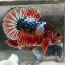 Cupang plakat baru dapat dikategorikan sebagai ws jika dalam 1 badan ikan terdapat sisik putih yang. Ikan Cupang Fancy Copper Fccp Shopee Indonesia