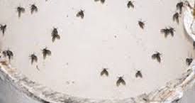 best homemade gnat traps and gnat bites