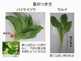 山菜 うるい オオバギボウシ 時期 食べ方 バイケイソウとの見分け方