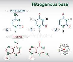 Pin By Shakirah On Mls Structural Formula Science And Nature Nitrogenous Base