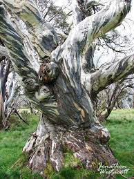 Epingle Par Dominiquemichon Sur Arbres Extraordinaires Paysage Arbre Photo D Arbre Vieux Arbres