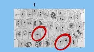 90 nematode cells and 32,000 jurkat cells. Interphase Cell Cycle Youtube
