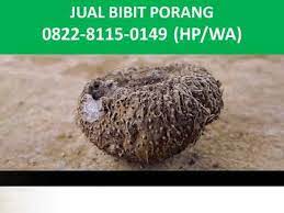 Jambi memiliki sejarah dari kebudayaan melayu yang cukup kental terutama pada alat musiknya ✓ yuk intip apa saja jambi merupakan salah satu kota di indonesia yang terletak di provinsi jambi, indonesia. Jual Beli Bibit Porang Di Jambi 0822 8115 0149 Elytani Sukses Youtube