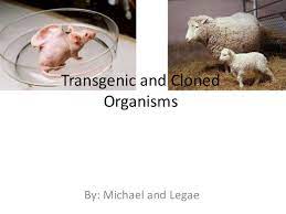 A transgenic organisms is basically an organism which has had genetic material from a different species added to its genome or its genome altered artificially. Transgenic And Cloned Organisms
