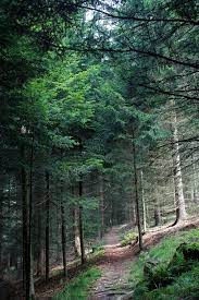 While planning our summer trip to germany and austria we came across the black forest tours website. Vintage Home Black Forest Baden Wurttemberg Black Forest Germany Black Forest Scenic