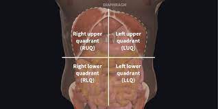 Abdominal surface anatomy can be described when viewed from in front of the abdomen in 2 ways: Understanding Abdominal Divisions Anatomy Snippets Complete Anatomy