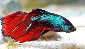 A heavy thick build up thick of silvery/white metallic layers of that almost resembles armor are called dragons. 8 Reasons Why Betta Fish Change Colors Betta Fish Color Patterns