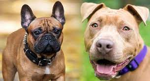 The american bulldog is a tough and strong dog that is prized for its versatility and protective nature. French Bulldog Pitbull Mix A Mixed Breed With Two Very Different Pasts