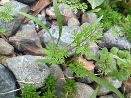 園芸初心者におすすめの花 オルレア 強い 倒れない こぼれ種で育つ ちょっとお得に暮らしたい