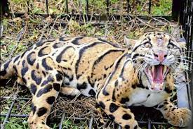 Ini akan membawa banyak perubahan dalam hidup anda. Macan Gunung Lawu Turun Ke Permukiman Warga Serang Sejumlah Ternak Harianjogja Com
