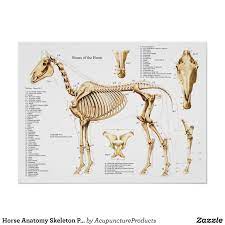Horse Anatomy Skeleton Poster Zazzle Com In 2020 Horse Anatomy Animal Drawings Skeleton Anatomy