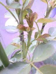 薔薇の枝が枯れてきています 黒くなって 切り取りましたが 進 Yahoo 知恵袋